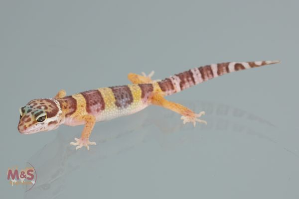 Albino (Tremper) Leopardgecko NZ´22 ( small) Eublepharis macularius (Symbolbild)