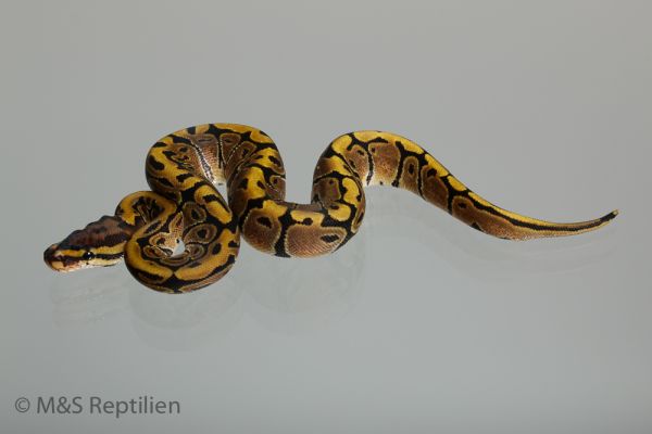 0.1 (Female) Creme- Vanilla Königspython NZ´M&S´16 Python regius