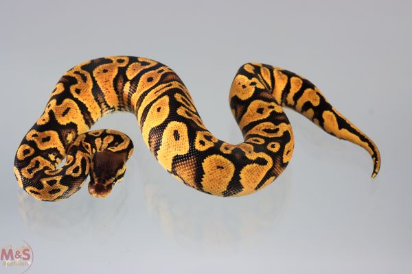 0.1 (Female) Pastel Gravel Königspython NZ´M&S´19 Python regius
