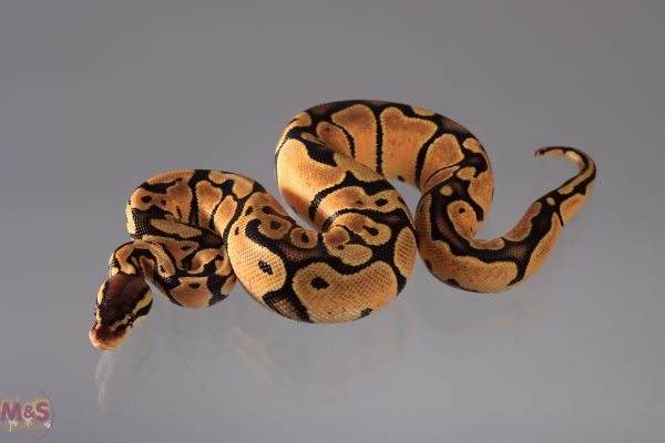 0.1 (Female) Creme - Pastel Königspython NZ´M&amp;S´19 Python regius