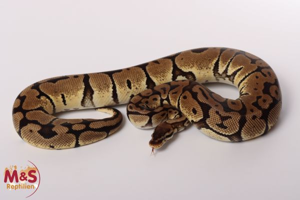 0.1 (Female) Creme - Pastel Königspython NZ´M&S´16 Python regius