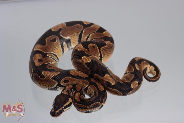 0.1 (Female) 100% hetero Lavender Königspython DNZ´20 Python regius