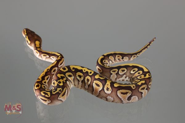 1.0 (Male) Gravel Lesser Königspython NZ´M&S´18 Python regius