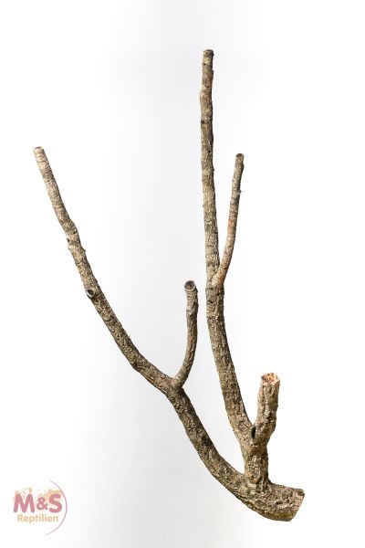 Zierkork Tronchos -verzweigt- ca.100cm