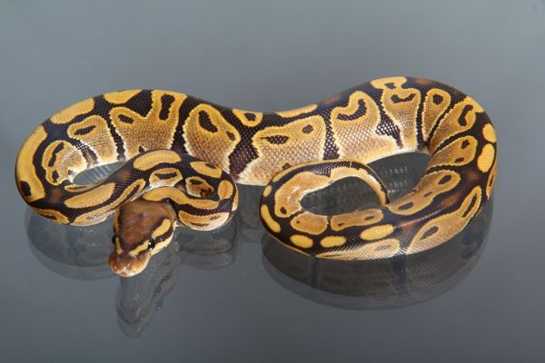 Female (0.1) Orange Ghost, FZ´14 Python regius