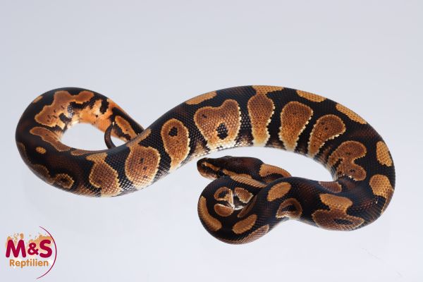 1.0 (Male) Africa Odd ( RINGER ) Königspython FZ´22 Python regius